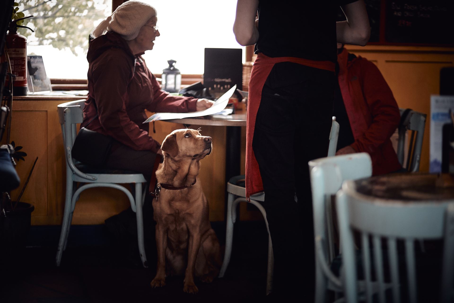 a person sitting at a desk looking at a dog